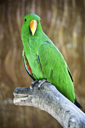 Macaw standing on branch looking to you