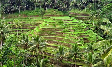  Green rice plantation terrace  in a middle of the jungleの写真素材