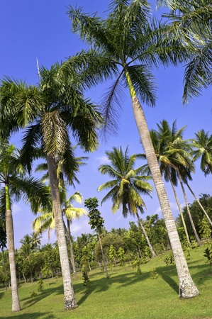 Palm tree in a public indonesian garden の写真素材