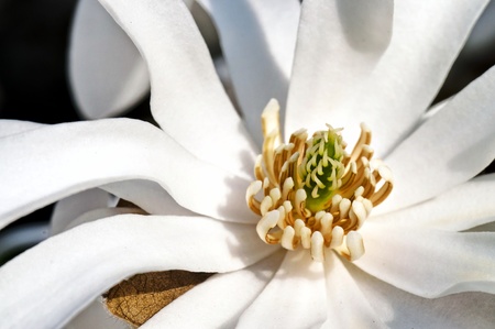 White magnolia flower pistils detail in spring bloomingの写真素材