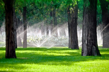Sprinkler droplets in a lawn gardening with treesの写真素材