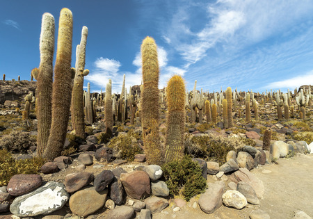 Group of Cacti on Isla Incahuasi, Salar the Uyuni salt lake, Boliviaの写真素材