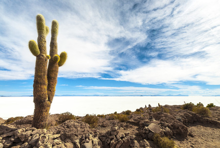 Cactus in Isla Incahuasi, Salar the Uyuni salt lake, Boliviaの写真素材