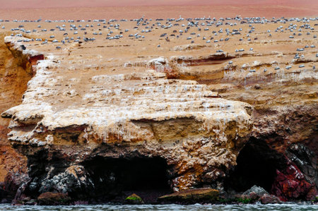 Wild birds on rocky formation ballestas island, paracas, Peruの写真素材