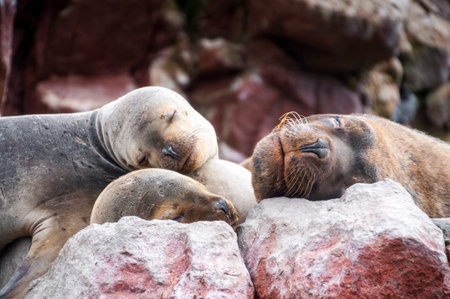 Sealions pup sleeping on a rock in Balestas Islands, Peruの写真素材