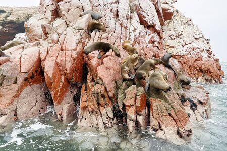 sea lion on rocke formation looking at the camera. Islas Ballestas, Paracas national reserve, Peru.の写真素材