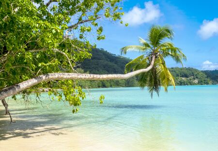 Palm tree on a beautiful tropical beach, Mahe, Seychellesの写真素材