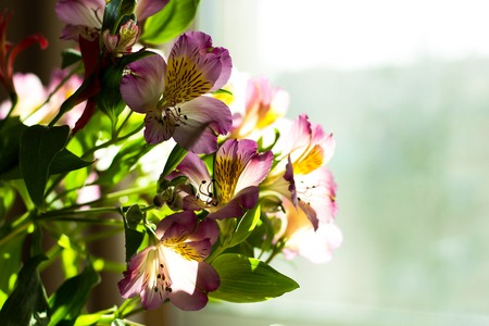 Alstroemeria flowers bouquet on light window backgroundの写真素材