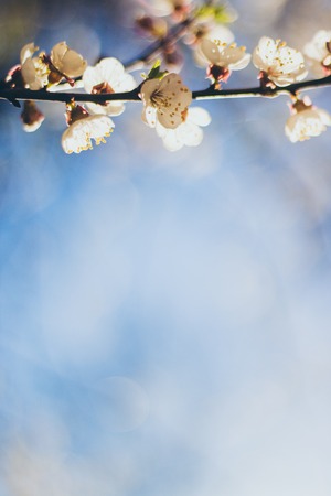 Spring background with blooming tree and space for textの写真素材