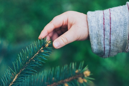 Baby hand touching fir treeの写真素材