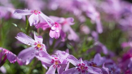 violet flower close-up centaurea season arrangement pollen pinkの写真素材