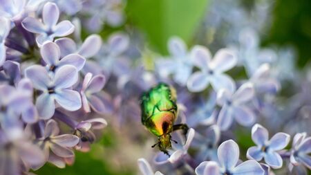 Green bright bug covered with pollen sits on a blue lilac flowerの写真素材