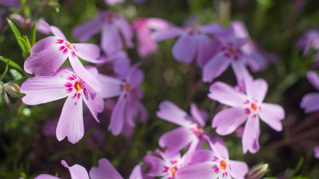 Purple lilac flowers as a background Syringa vulgarisの写真素材