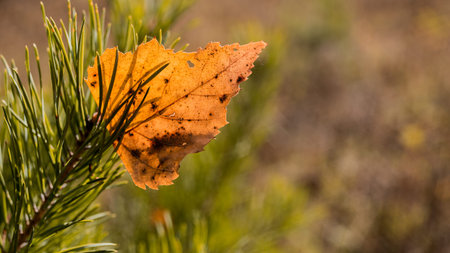 Autumn leaf on green grass, macro closeup.