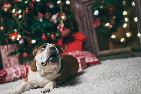 lovely english bulldog dog in christmas timeの写真素材