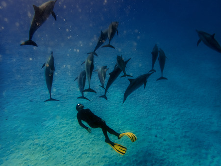 A freediver together with dolphins in Red seaの写真素材