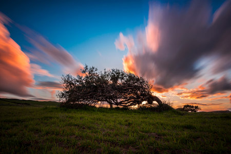 Solitary tree bent by the wind on the hill in Sardinia at sunset