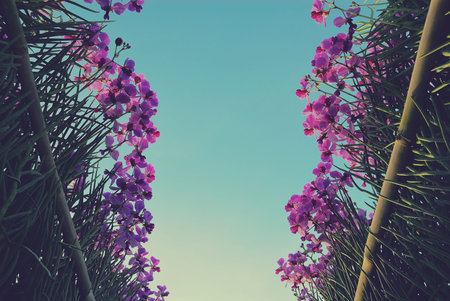 Orchid flowers