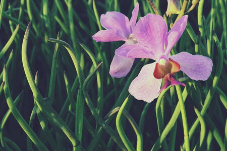 Orchidの写真素材