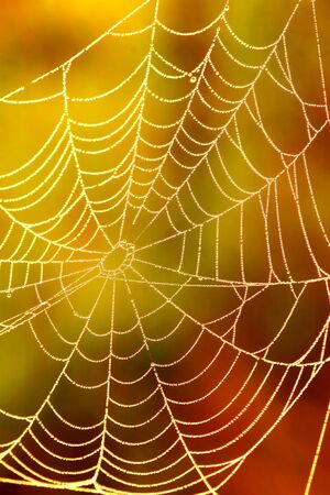 Spiders web at sunrise with dewの写真素材