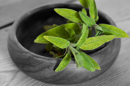 Sage freshly picked in a wooden bowl,  with selective colourの写真素材