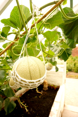 Melon in a greenhouse hanging from a string cradleの写真素材