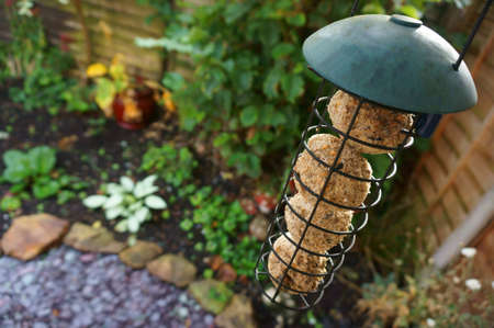 Bird feeder hanging from a tree in a gardenの写真素材