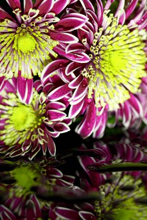 Chrysanthemum flowers reflected in water on a black backgroundの写真素材