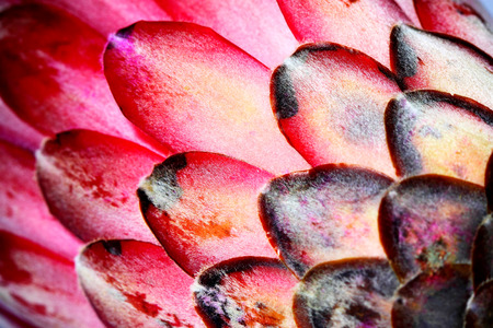 Close-up of the flower head on a Protea flowerの写真素材