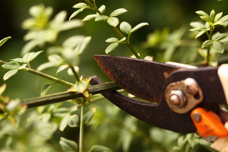 Pruning a plant stem in a garden with secateursの写真素材