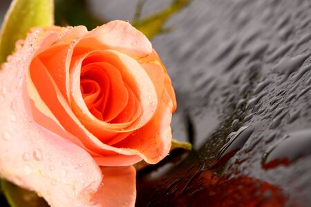 Pink rose reflected in water on a black backgroundの写真素材