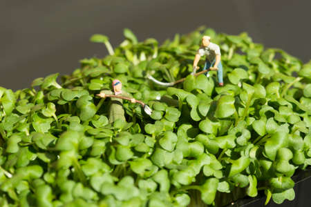 Miniature scale model gardeners working on cressの写真素材