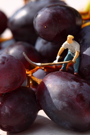 Miniature scale model gardeners picking red grapesの写真素材