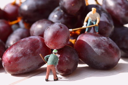 Miniature scale model gardeners picking red grapesの写真素材
