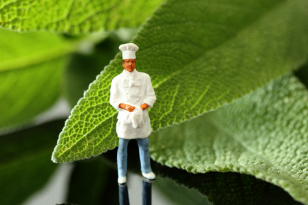 Miniature scale model chef in uniform standing with Sage leavesの写真素材