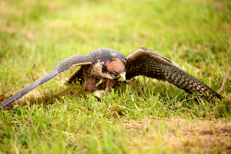 Lanner Falcon, Falco biarmicus, on the floor holding on to prey it has caughtの写真素材