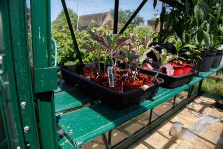 Calabrese broccoli young shoots seedlings growing on a shelf in a seed tray inside a greenhouse or...