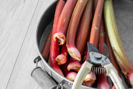 Rhubarb sticks with secateurs in a metal tray on a grey wood surface