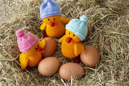 Knitted chicken chicks toy with hats on and eggs.  With a meadow hay straw grass backgroundの写真素材