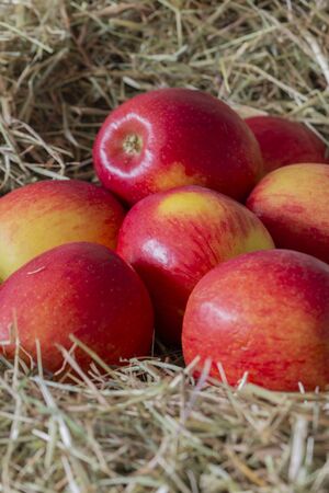Apples, Jazz apple variety, on a meadow hay straw backgroundの写真素材