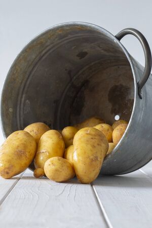 Organic potatoes, freshly picked, in a metal container bucket.  On a white wood backgroundの写真素材