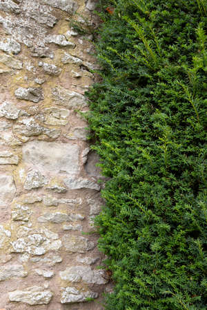 Yew tree growing against an old stone wallの写真素材