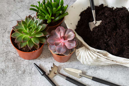 Succulents ready for planting into large shell container.  With garden tools on concrete backgroundの写真素材