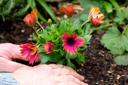 Osteospermum being planted by a man in a garden flower bed