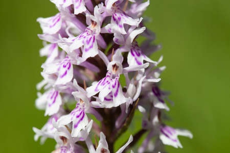 Common Spotted Orchid, Dactylorhiza Fuchsii, growing wild in a wildflower meadow. With shallow depth of fieldの写真素材