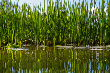 Reeds and lily pads reflected in the water on the shore of a lake