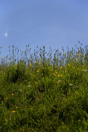 Wildflower and grass meadow in sunshine against a blue skyの写真素材