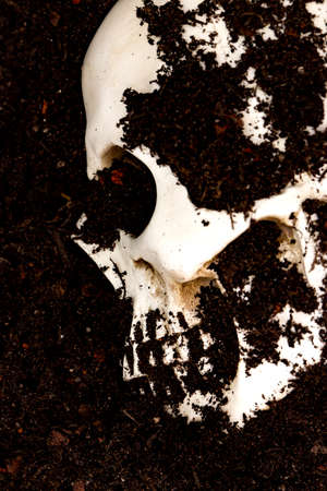 Human skull buried in soil dug up.  Archeology concept.の写真素材