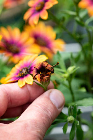 Man dead heading Osteospermum Purple Sun in a pot.  Garden plant care conceptの写真素材