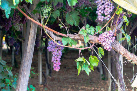 Vineyard with ripe grapesの写真素材
